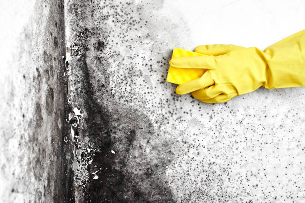 Best Attic Mold Removal  in Glencoe, IL
